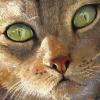Cat Eyes 11x14