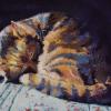 Sleeping Cat  18x12  sold